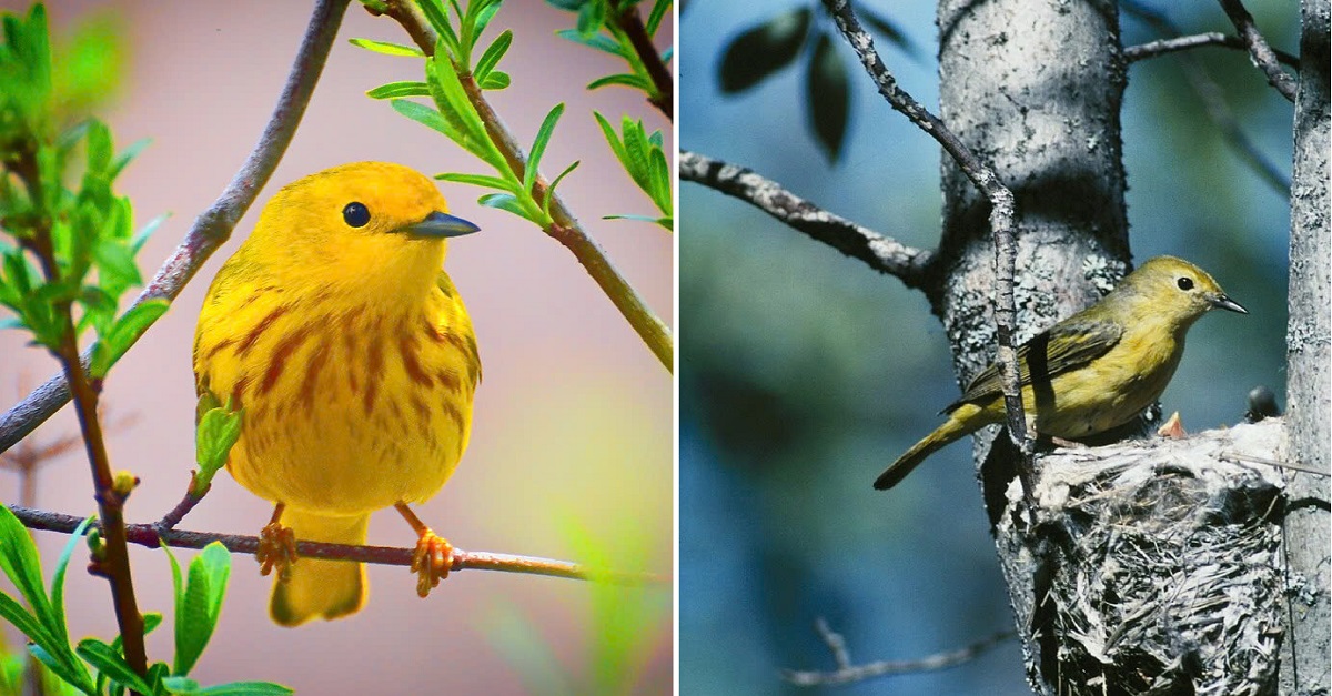 Covered in vibrant yellow with orange spots, this bird is the most yellow of its species – meet the yellow warbler!