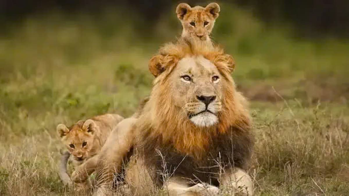 The gentle and joyful face of raising lion cubs