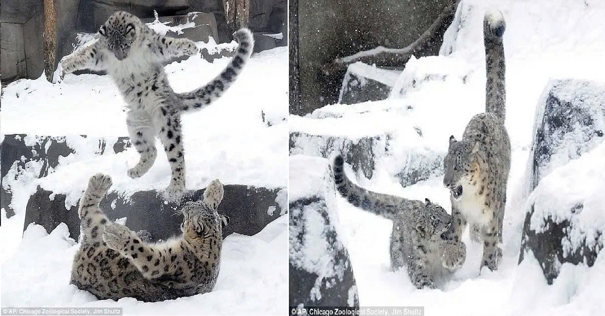 The snow leopard cub’s hide-and-seek performance delighted the visitors