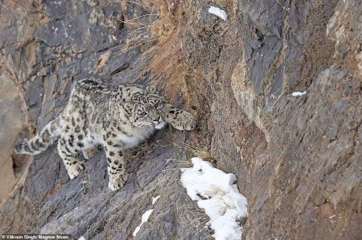 A rare snow leopard family was discovered at an altitude of 13,000 feet in the Himalayas