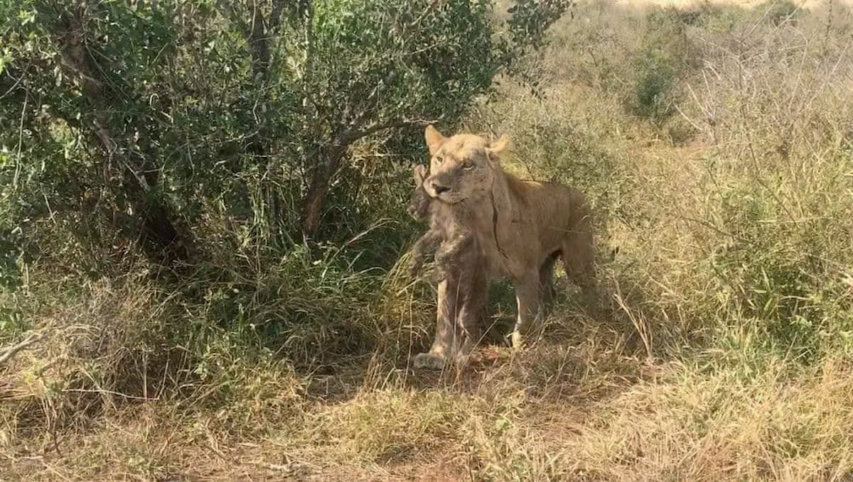 The lioness saves the cub stuck in the mud in a display of maternal love (VIDEO)