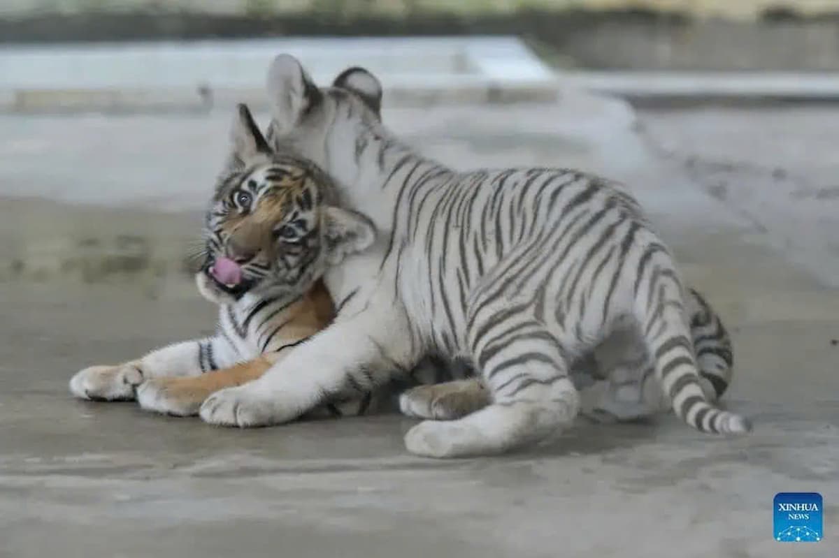 The Bangladesh Zoo welcomes the birth of a rare white tiger cub