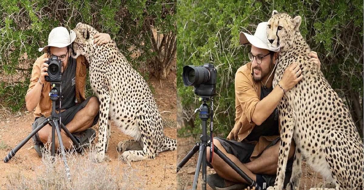 A photographer receives an unexpected hug from a cheetah in a heartwarming moment