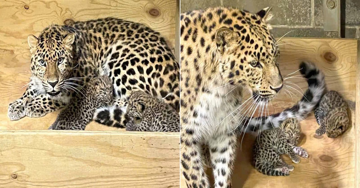 The Saint Louis Zoo welcomes two Amur leopard cubs, a critically endangered species