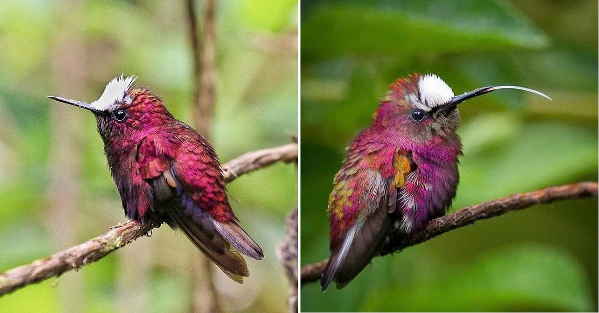 Meet Snowcap, a stunning hummingbird species with unique burgundy feathers and deep purple hues