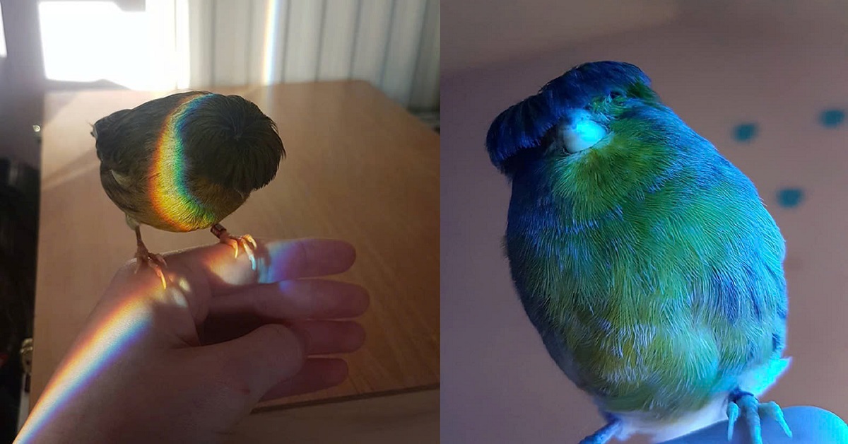 Meet Barry the Canary, the Bird with a Bowl-Cut Hairstyle