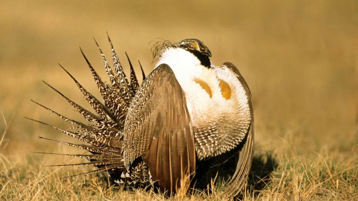 The Enigmatic Charm of the Greater Sage-Grouse: Discovering the Iconic Bird of North America’s Sagebrush Ecosystem