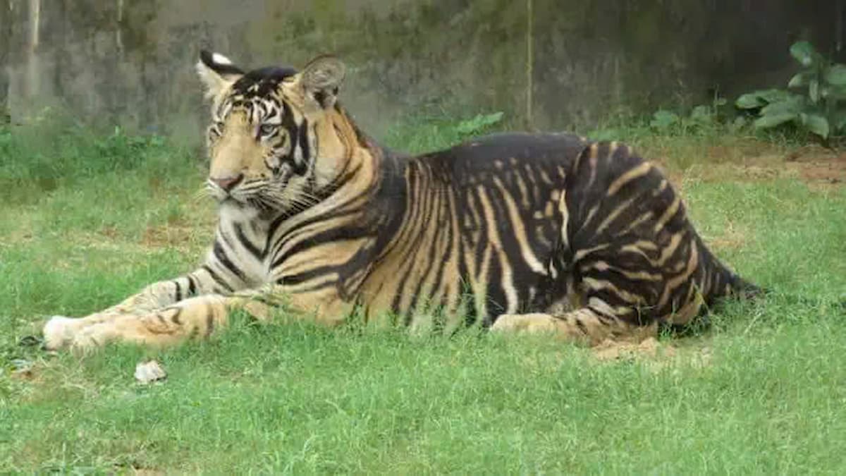 Rare black tigers found in India astonish scientists with their unique genetic mutation