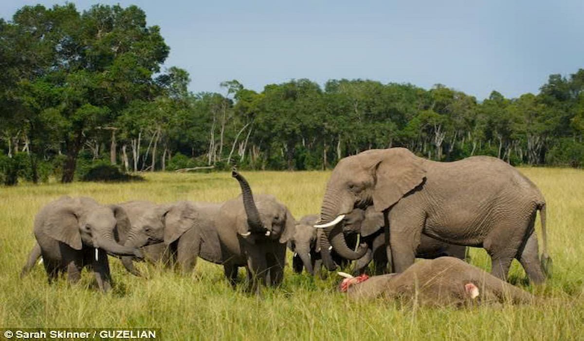 The heartbreaking moment when a baby elephant discovers that its mother has passed away… and refuses to leave her side