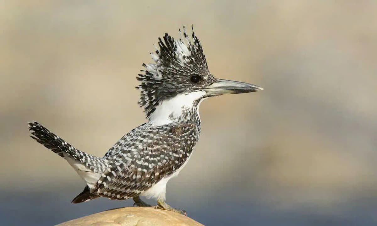 The crested kingfisher: A bird that stands out with its unparalleled elegance