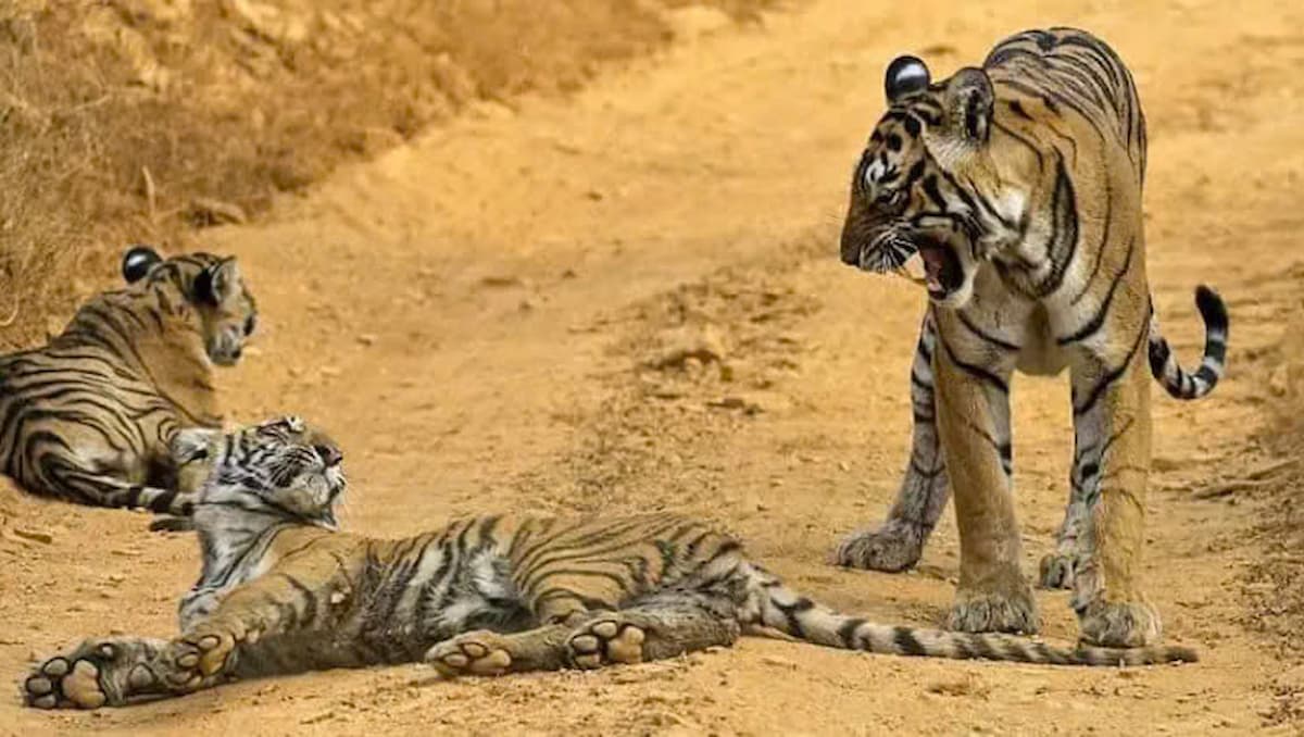 Aditya Singh’s Photography Sheds Light on the Lives of Tiger Cubs