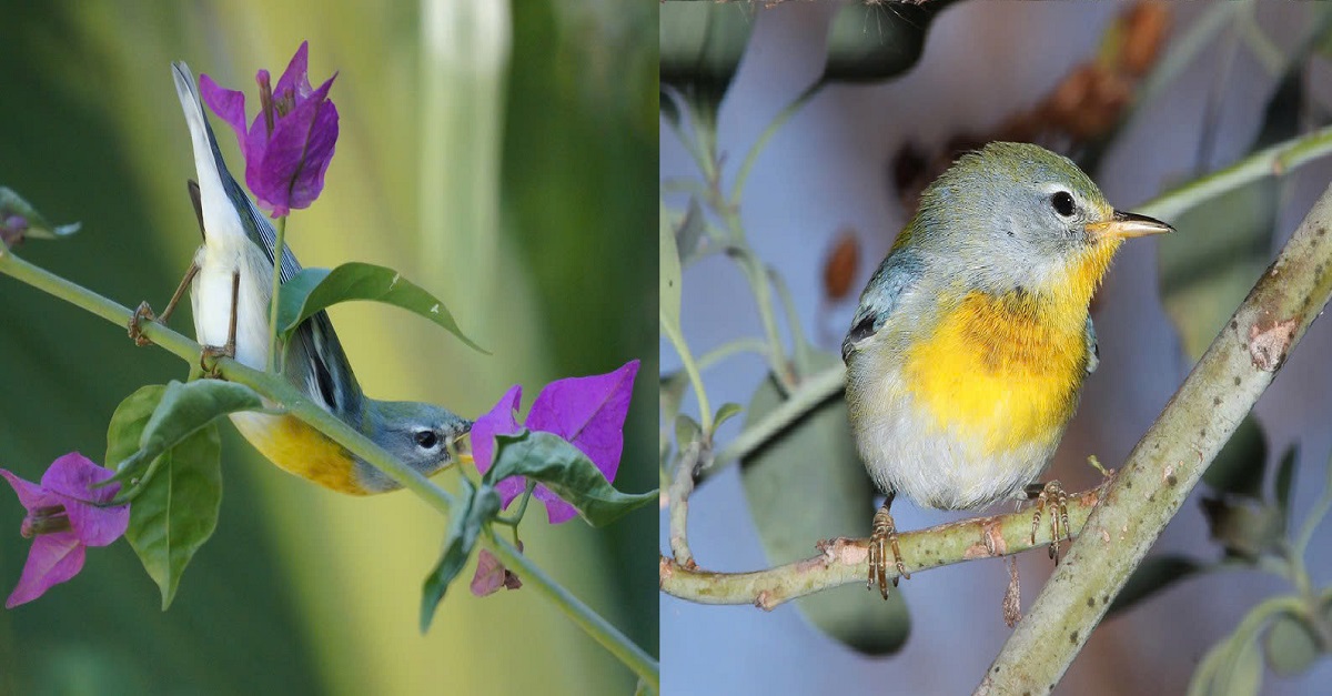 Amidst the chaotic flocks of birds, this vibrant species stands out with its bright yellow chest, even though it may be the smallest among them!