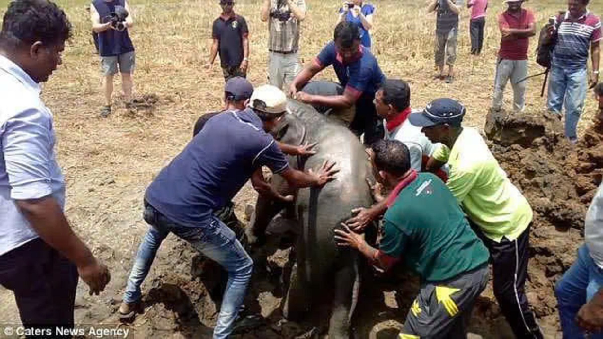 Community heroes rescue baby elephant from well