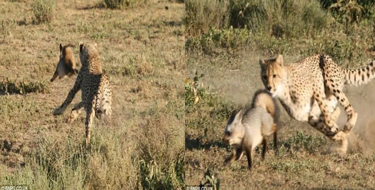 The clever foxes turned the tables and chased the cheetah in an unexpected encounter