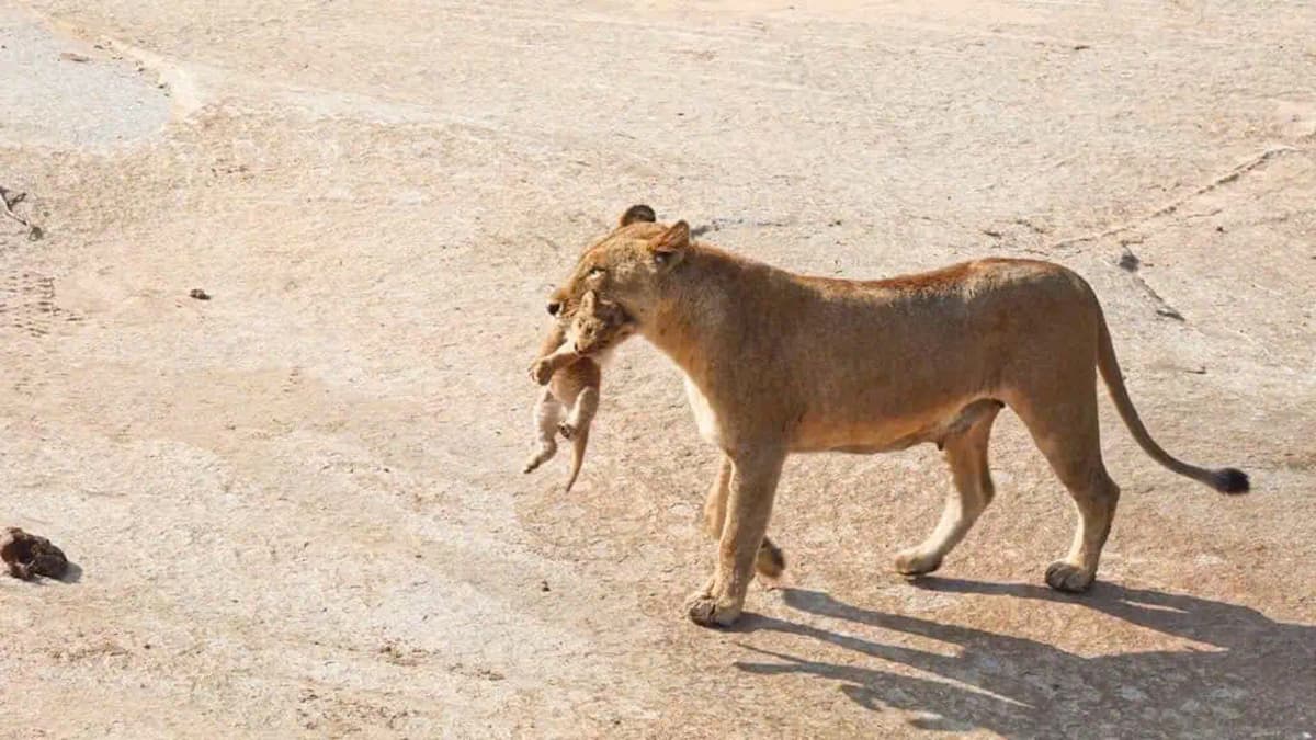 A Mother’s Devotion: A Lioness Carries Her Cub Across a River to Safety