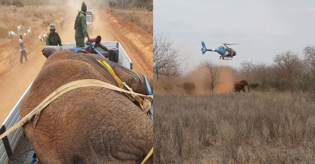 A Heroic Journey: Healing and Relocating an Injured Elephant