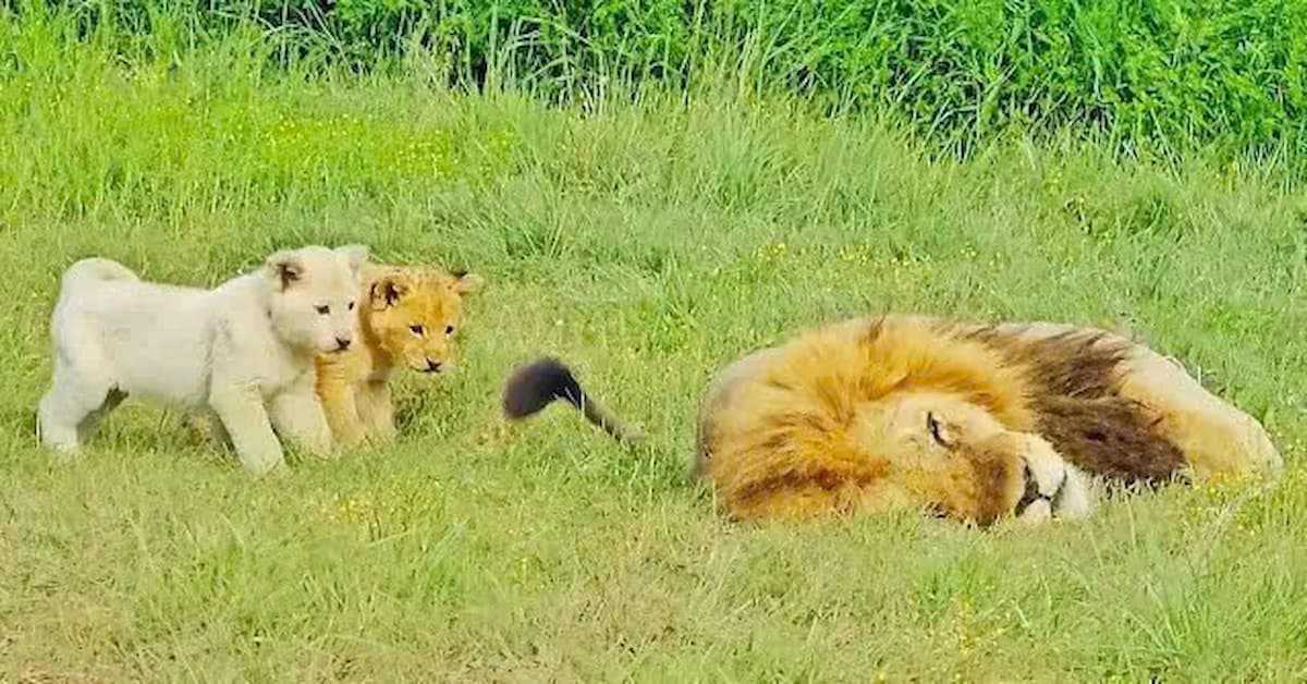 Playful Lion Cubs Steal the Spotlight, Interrupting Their Father’s Rest (VIDEO)