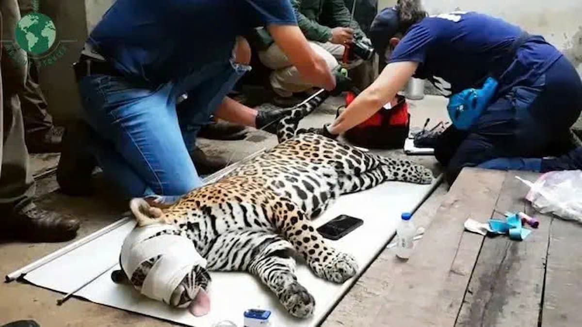 The injured leopard was rescued by kind-hearted people: A story of recovery and hope