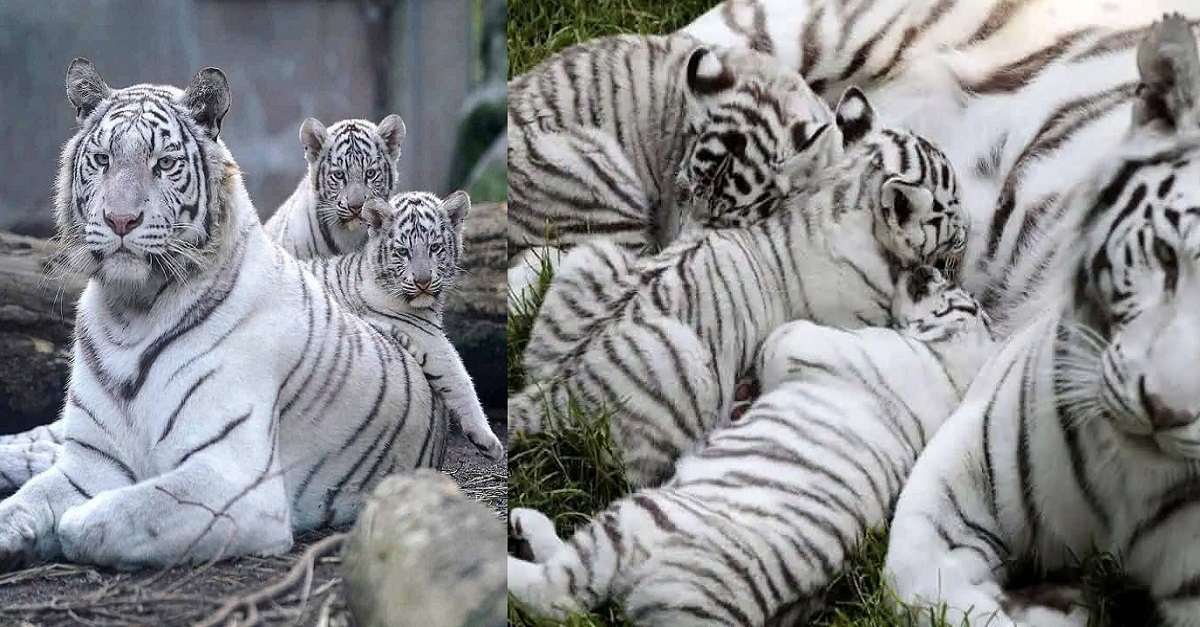 The adorable 33-day-old white tiger cub steals hearts in the zoo’s latest video (VIDEO)