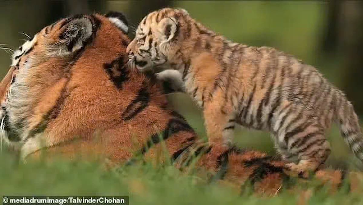 The energetic tiger cubs delight visitors at Banham Zoo