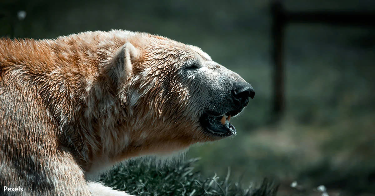 Polar Bears and Grizzly Bears Collide as Climate Change Alters Habitat in the Arctic