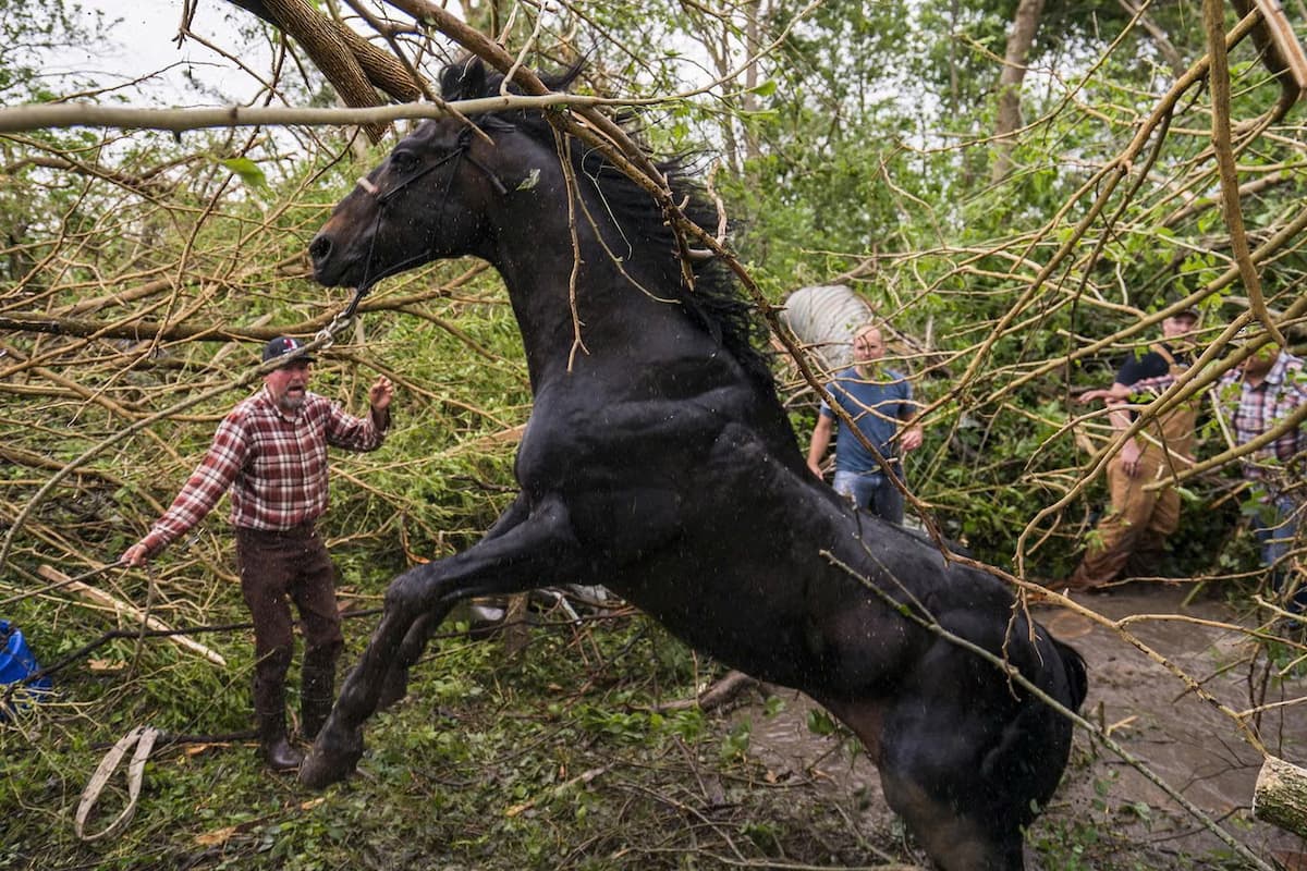 Horse saved and pulled to safety after being hurled into a bog by a tornado