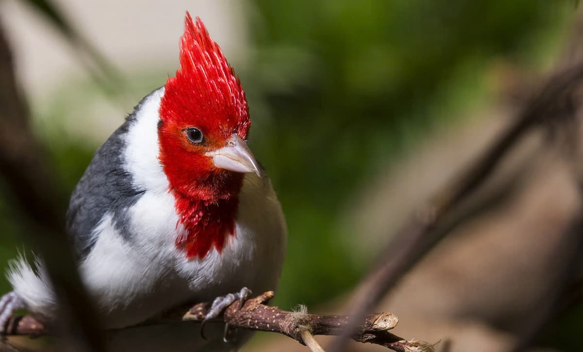 The Red-crowned Cardinal: A Brilliant Symbol of South American Bird Beauty