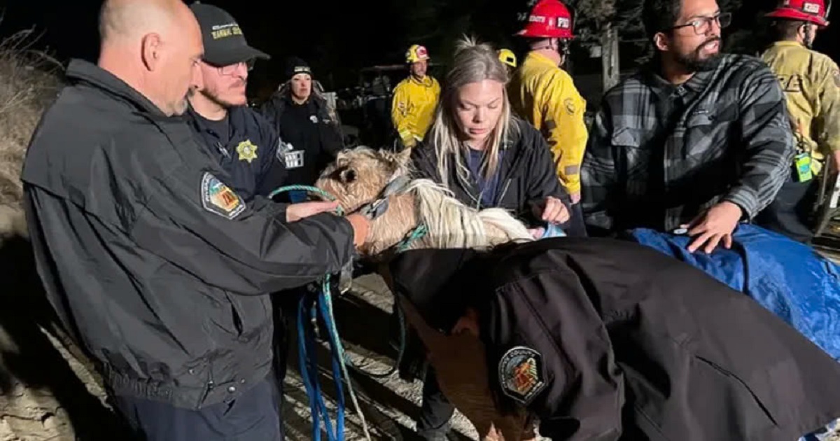 The lucky horse, Butter, defied fate in a dramatic rescue from a depth of 60 feet