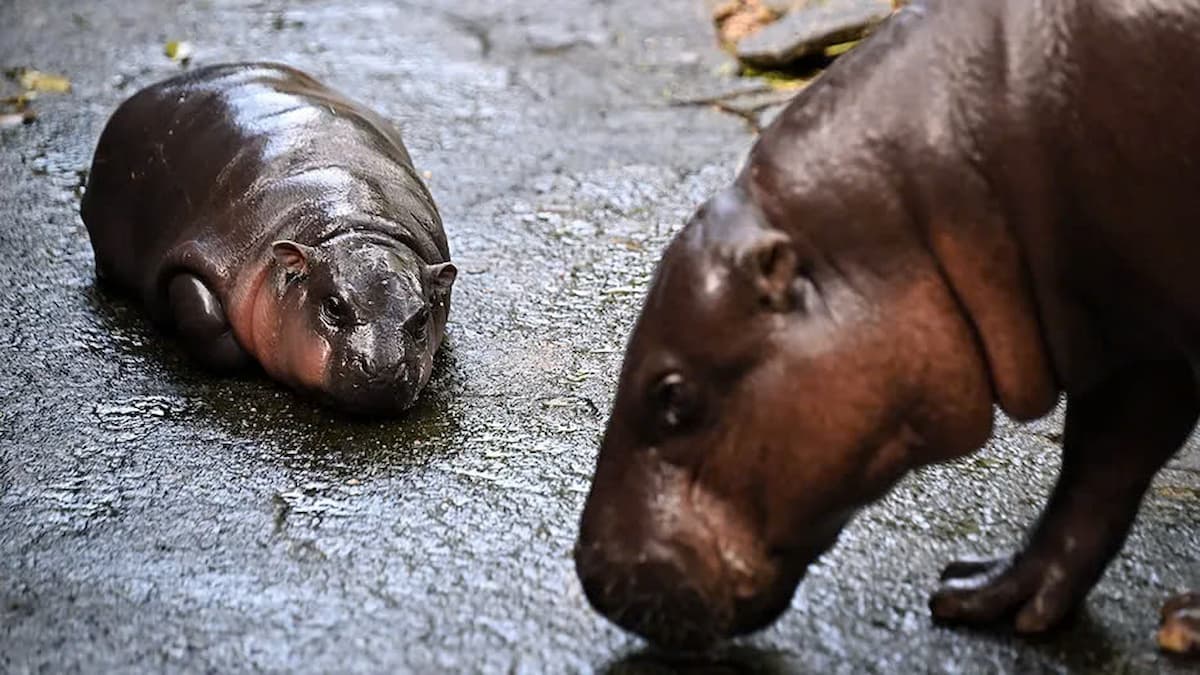 Fans flocking to meet Moo Deng, the viral pigmy hippo