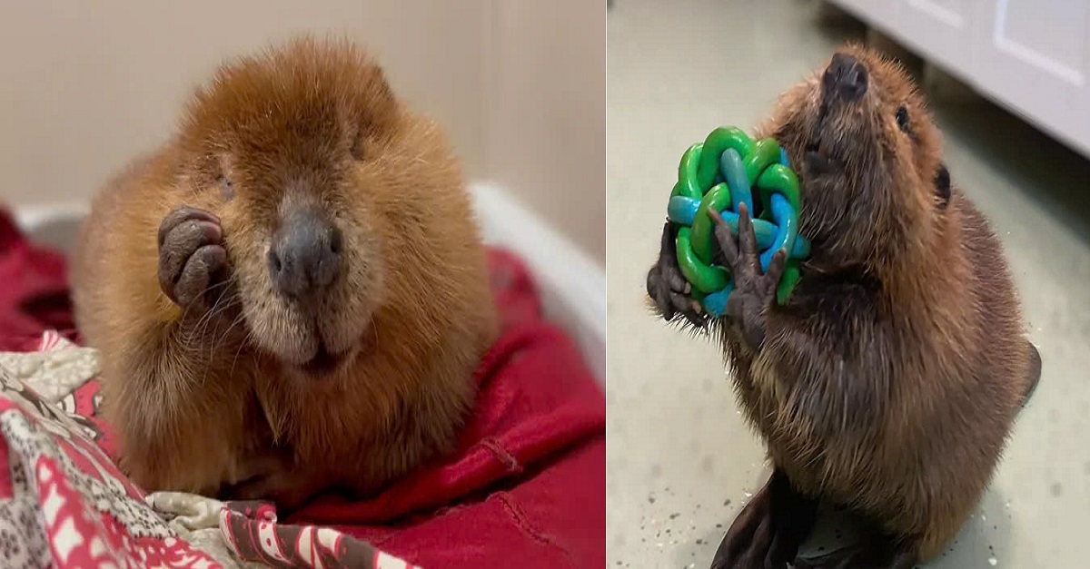 Wildlife rescuers fight to keep the hand-raised beaver after being ordered to release the animal