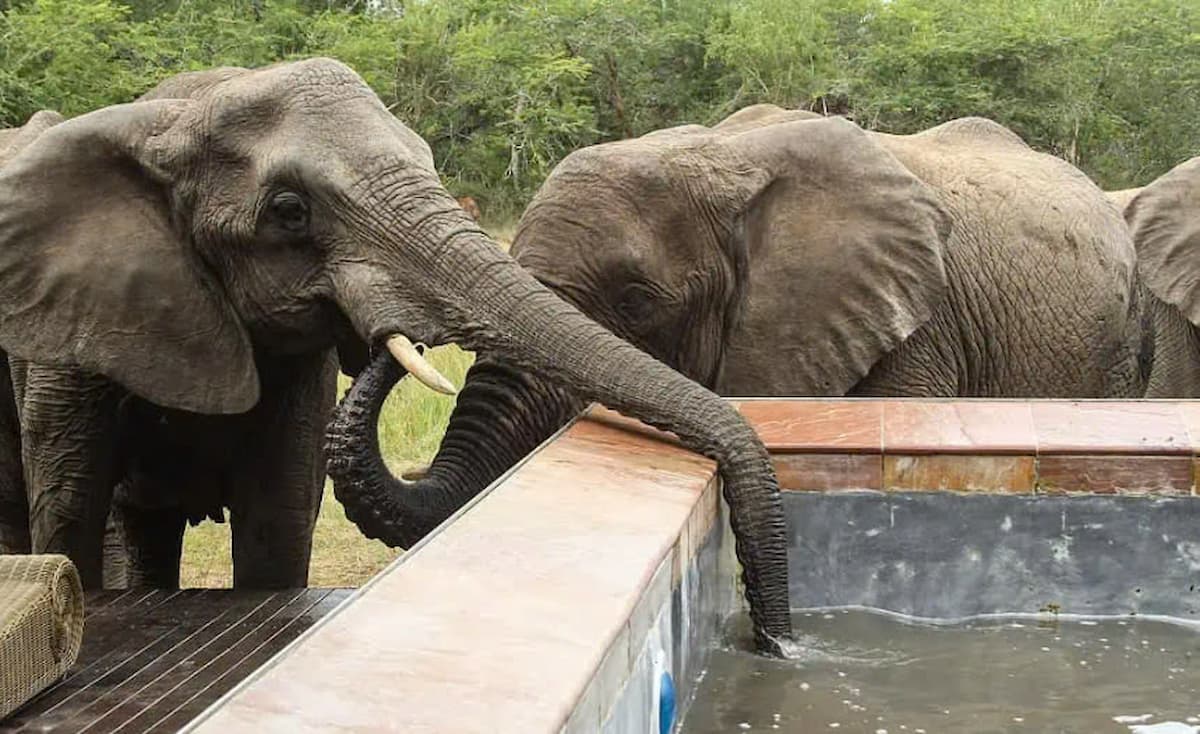 Unexpected Guests: 60 Elephants Turn South African Resort into Their Watering Hole