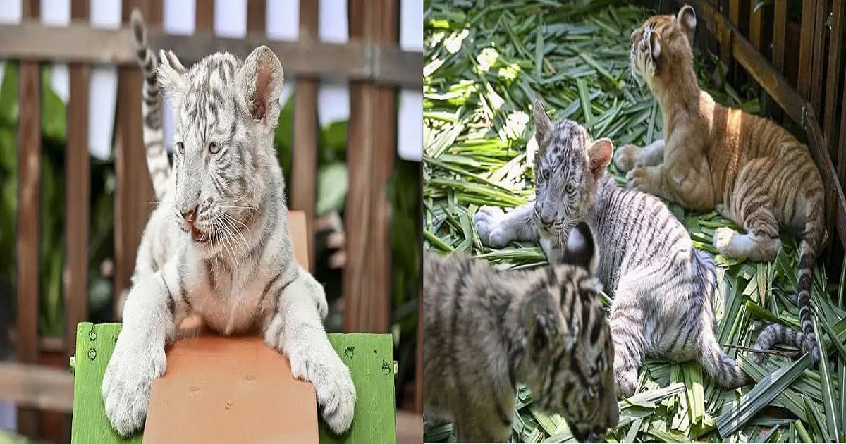 Charming white tiger cubs captivate visitors at Chimelong Safari Park in Guangdong