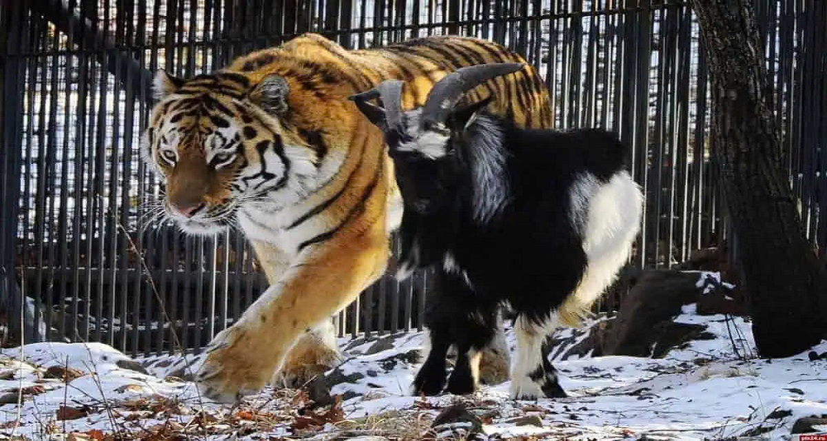 The unusual friendship between a tiger and a goat challenges the boundaries of nature