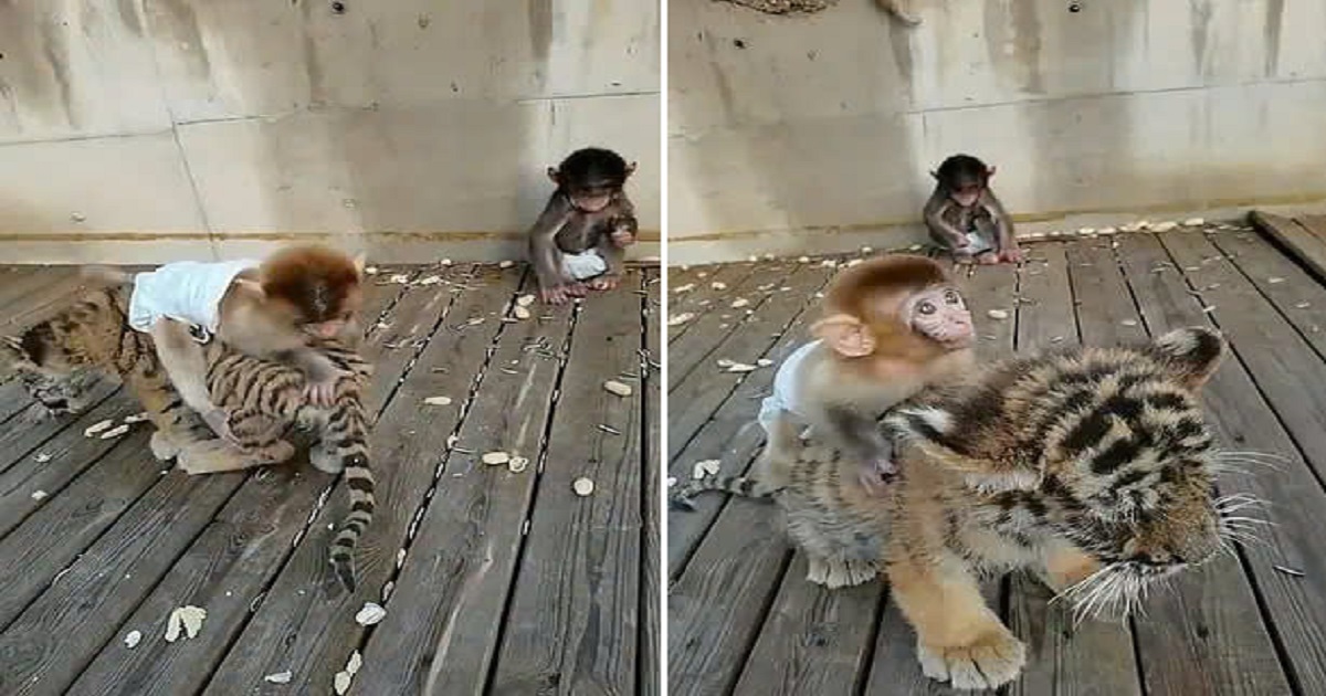 The baby monkey and the tiger cub form a heartwarming friendship