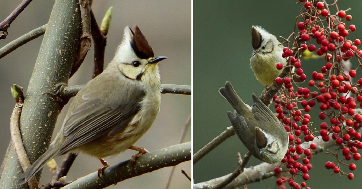 A charming tiny songbird with a speckled throat, a handlebar moustache, and a dark chocolate crest!