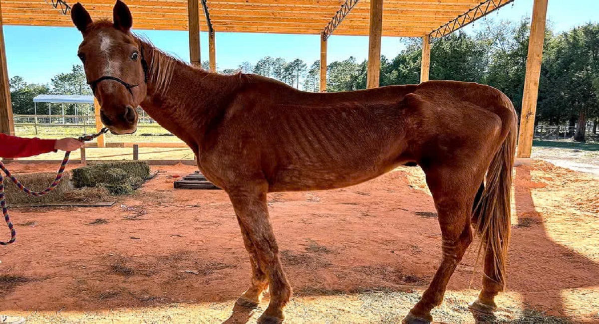 Fla. Animal Refuge rescues 21 horses from a ‘heartbreaking condition’ with ‘ribs and hip bones protruding