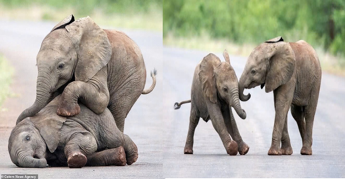 The baby elephants playfully frolic in the middle of the road in an adorable video