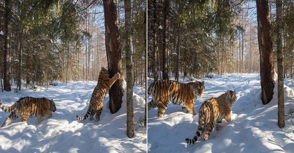 The German photographer captured a rare image of a Siberian tiger in the snow-covered wilderness of Russia