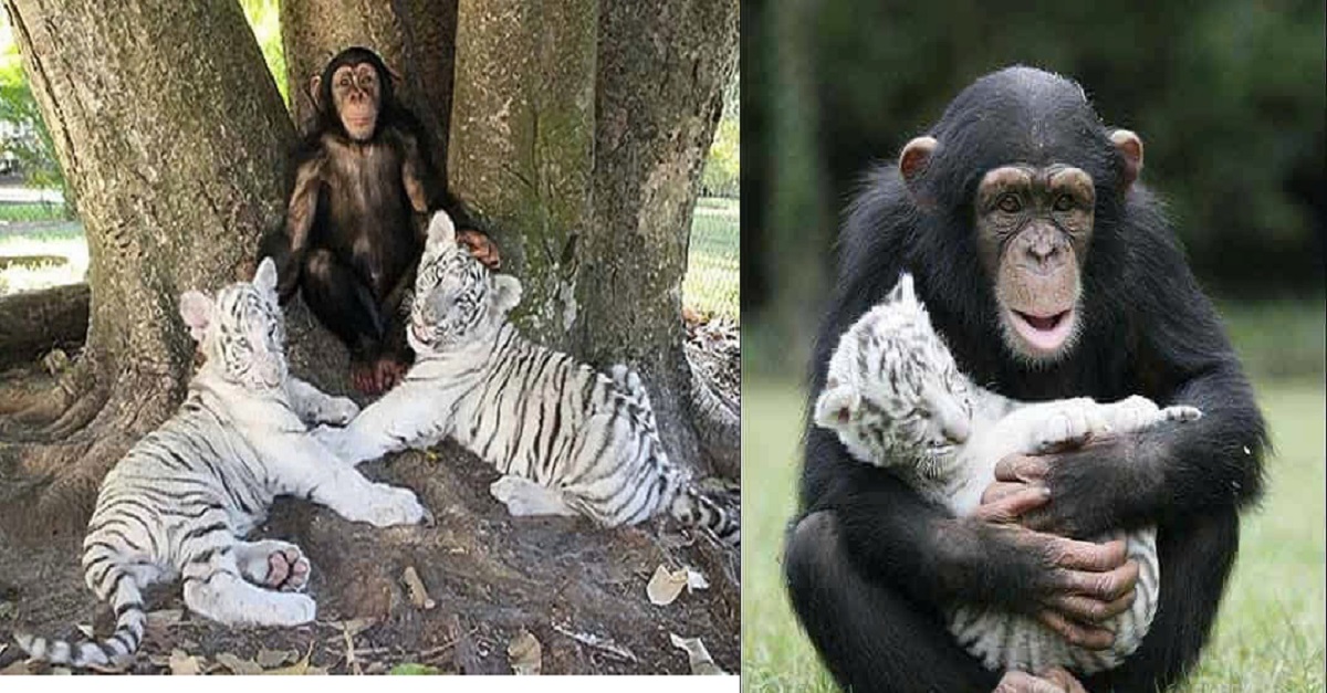 Unexpected companions: The chimpanzee and the white tiger cub share a special bond (VIDEO)