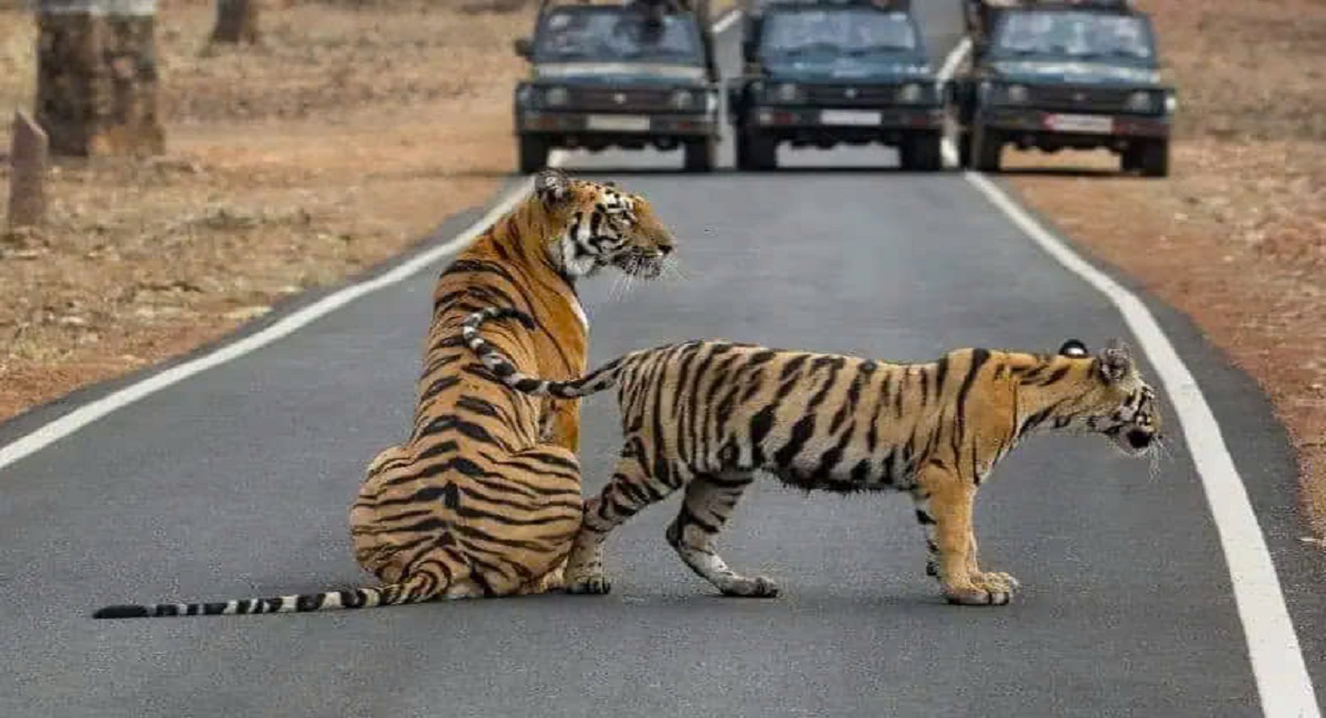 Graceful tigers cross the busy road in central India, captured on film