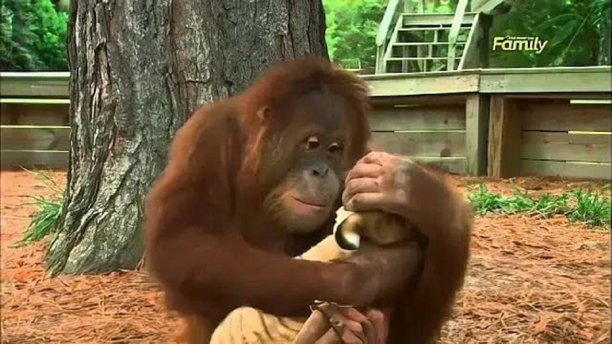 Unexpected Friends: The Heartwarming Bond Between an Orangutan and a Tiger Cub