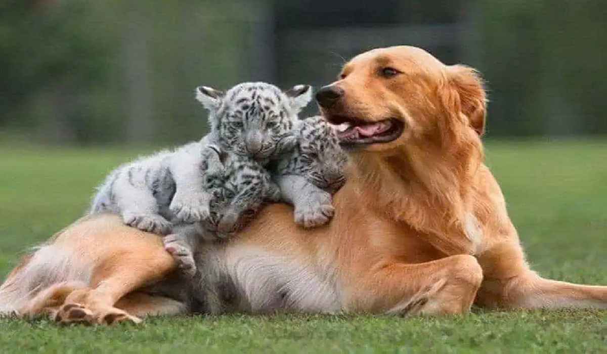 An Unbelievable Friendship: A Mother Dog Raises an Orphaned Tiger Cub, Touching Hearts Around the World