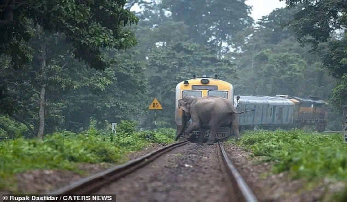 Elephants avoid trains in the forests of India