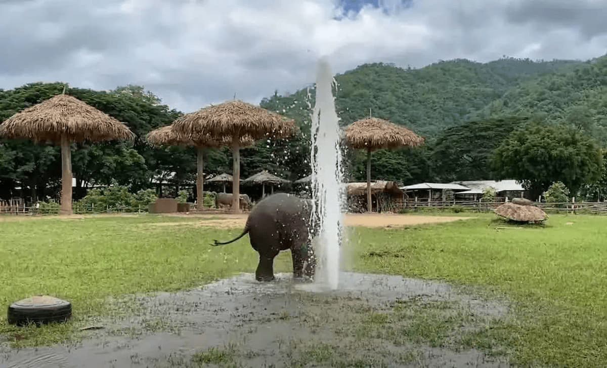 Joyful moment: Baby elephant Wan Mai enjoys the refreshing fountain