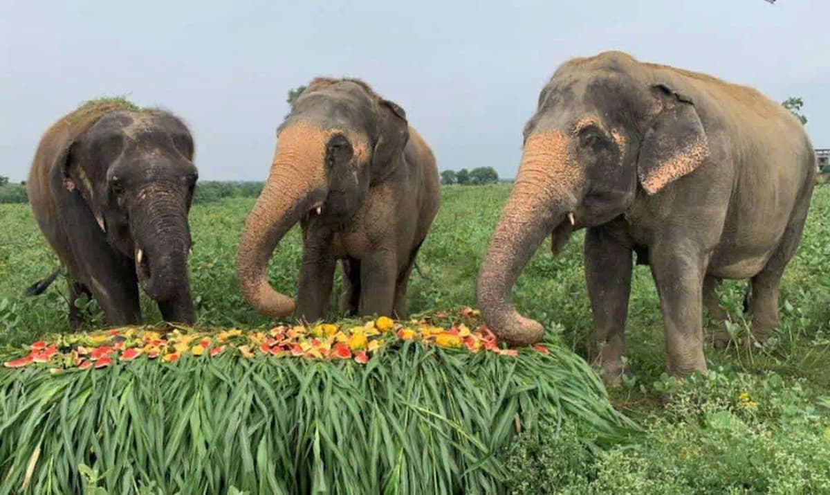 The rescued elephants enjoy a fruit feast ahead of World Elephant Day in Mathura, India