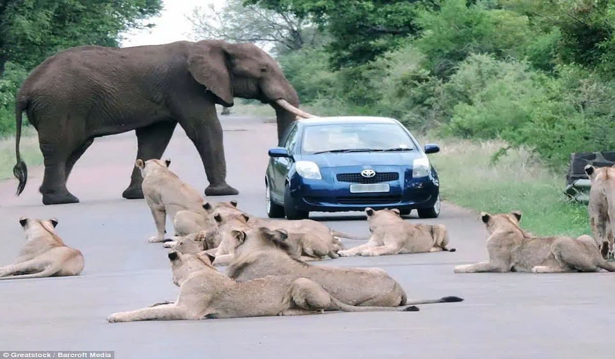 A wild safari encounter: Trapped between an elephant and a lion