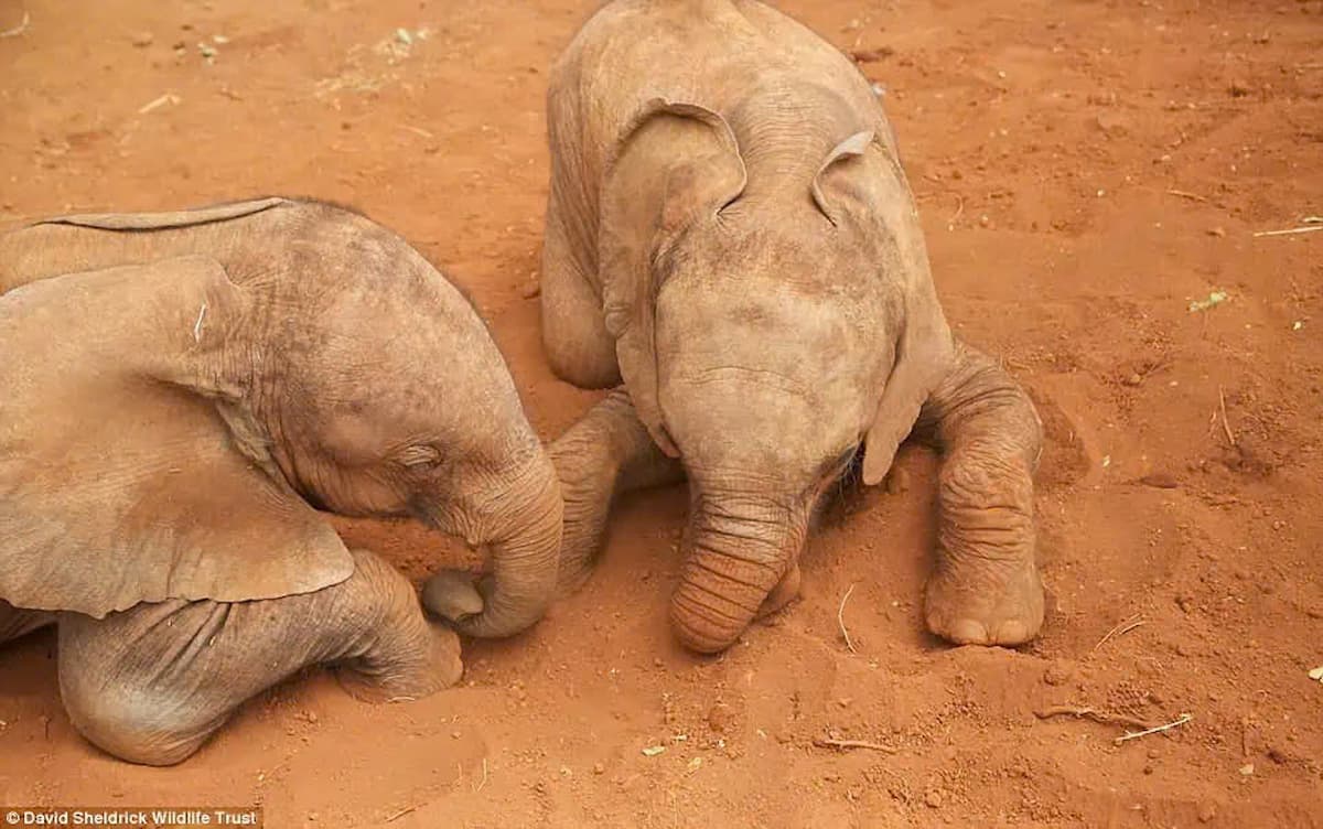 The heartwarming journey of orphaned baby elephants at the Sheldrick Wildlife Trust