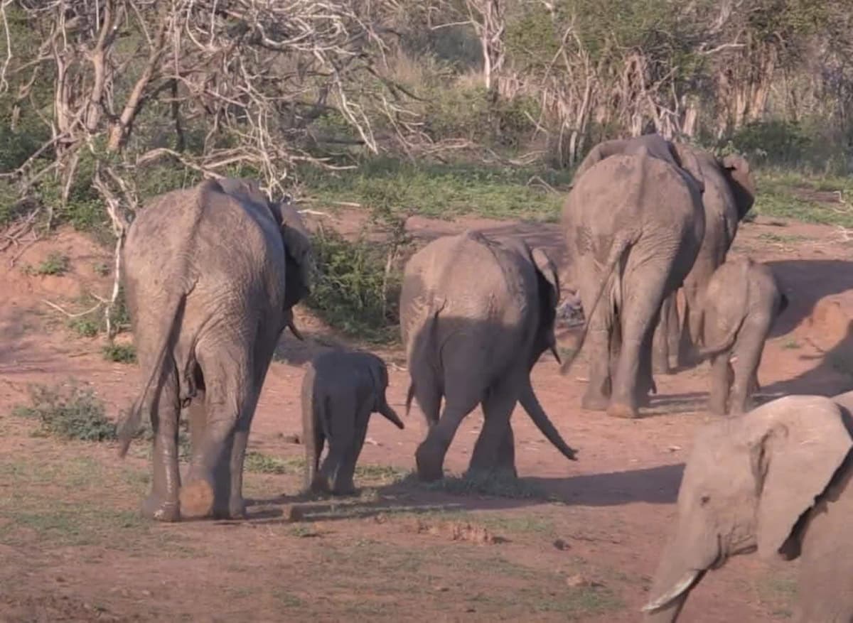 The young elephant joyfully finds delight in the mud during the drought period