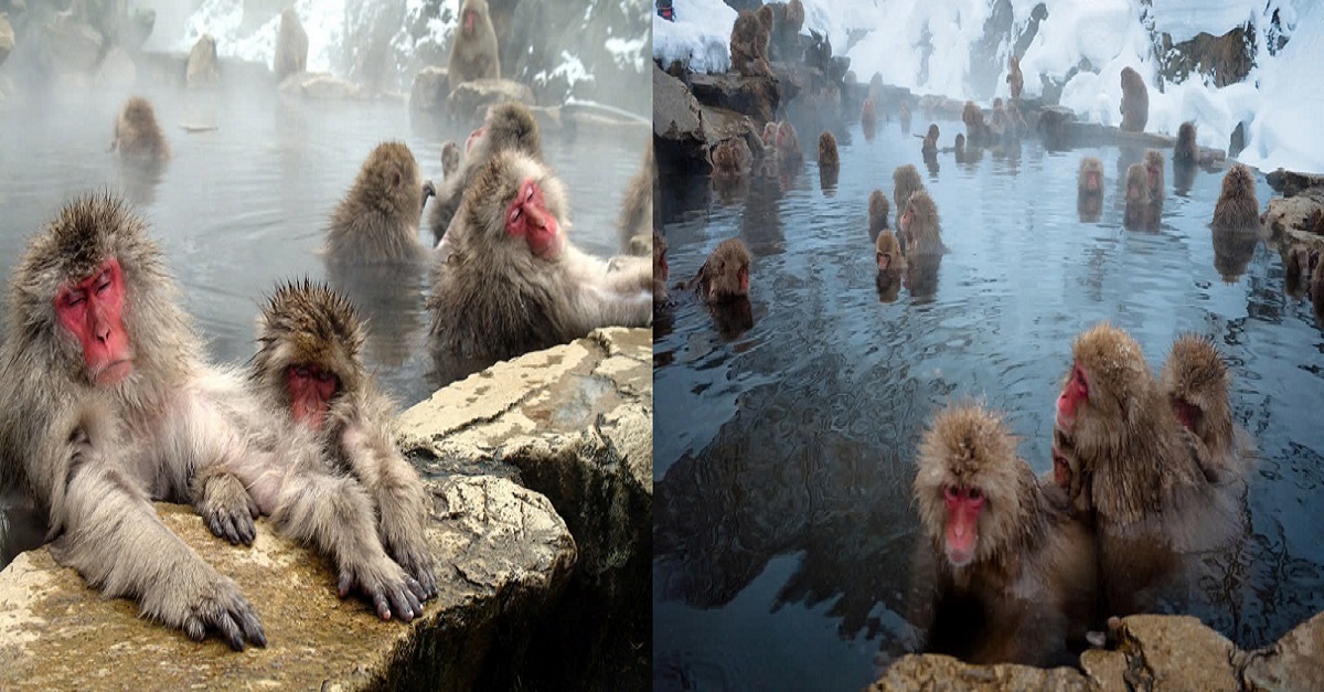 These snow monkeys enjoy hot baths just like us, and for the same reason