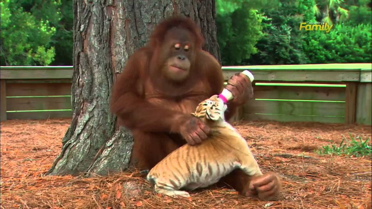 The Young-Looking Orangutan Playing with a Tiger Cub (Video)